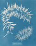 Sargasses plumeuses - Anna Atkins — vy av konstverket