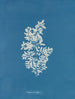 Sargasses vulgaires - Anna Atkins — vy av konstverket