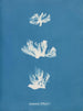 Schizonema dillwynii - Anna Atkins — vy av konstverket
