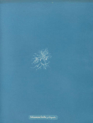Anna Atkins - Schizonema Smithii torquata.webp