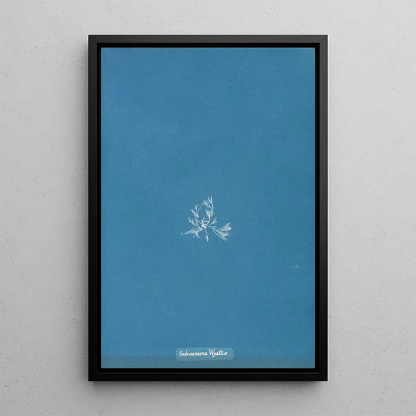 Anna Atkins - Schizonema Wyattiae.webp