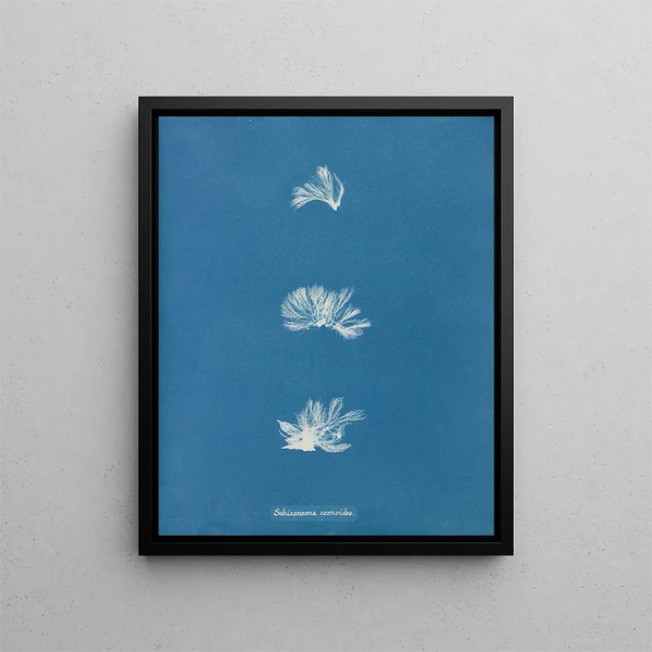 Anna Atkins - Schizonema comoides.webp