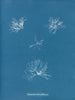 Schizonema helminthosum - Anna Atkins — vy av konstverket
