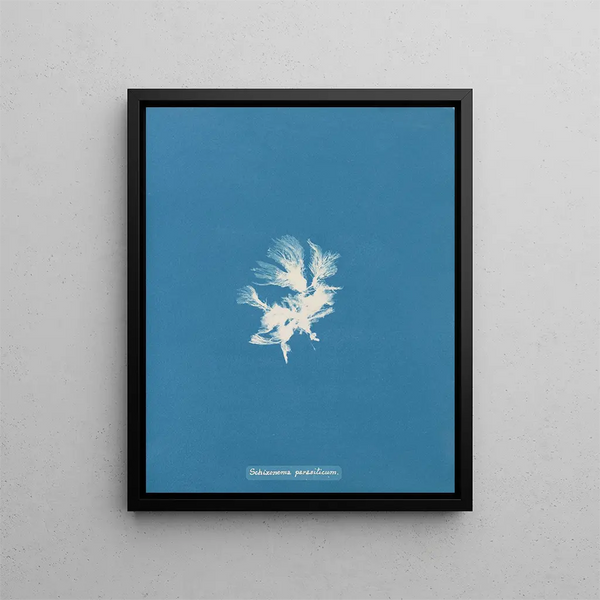 Anna Atkins - Schizonema parasiticum.webp