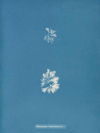 Anna Atkins - Schizonema ramosissimum.webp
