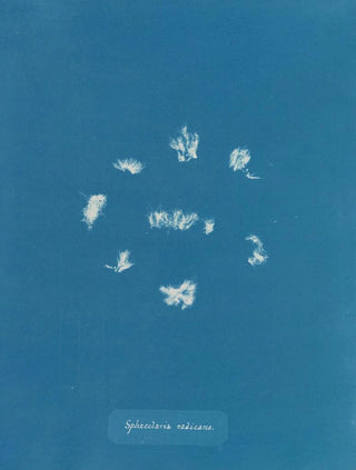 Anna Atkins - Sphacelaria radicans.webp