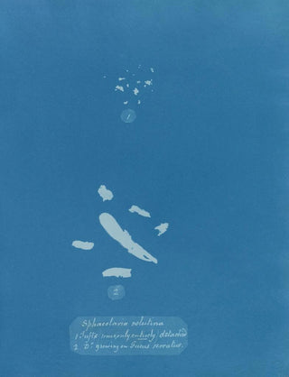Anna Atkins - Sphacelaria velutina 1 Tufts some only entirely detached 2 Tufts growing on Fucus serratus.webp
