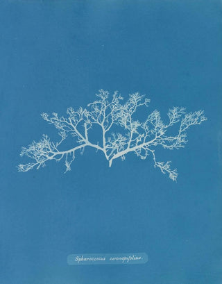 Anna Atkins - Sphaerococcus coronopifolius.webp