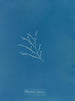 Sporochnus cabrer - Anna Atkins — vy av konstverket