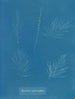 Sporochnus pedunculatus - Anna Atkins — vy av konstverket