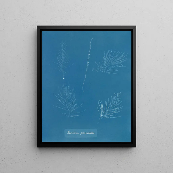 Anna Atkins - Sporochnus pedunculatus.webp