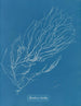 Rhizodes de Sporochnus - Anna Atkins — vy av konstverket