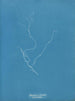 Sporochnus rhizodes - Anna Atkins — vy av konstverket