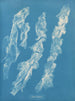 Ulva bullosa - Anna Atkins — vy av konstverket