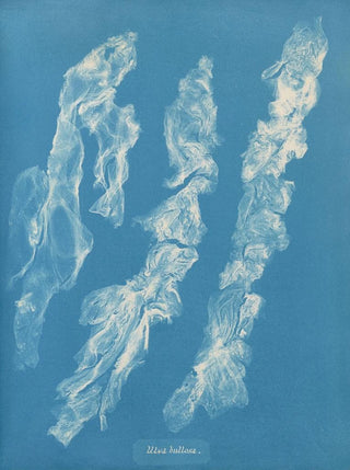 Anna Atkins - Ulva bullosa.webp