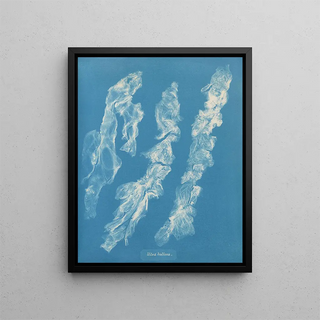 Anna Atkins - Ulva bullosa.webp