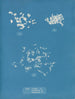 Ulva crispa A - Anna Atkins — vy av konstverket
