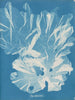 Ett mycket brett träd - Anna Atkins — vy av konstverket