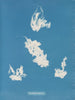 Vaucheria hamn - Anna Atkins — vy av konstverket