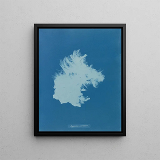 Anna Atkins - Zygnema curvatum.webp