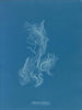 Zygnema brillant - Anna Atkins — vy av konstverket