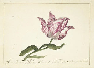 Anna Cornelia Moda - Tulip.webp