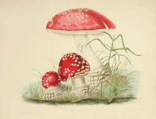 Anna Maria Hussey - Illustrations of British mycology Pl01.webp