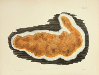 Anna Maria Hussey - Illustrations of British mycology Pl03.webp