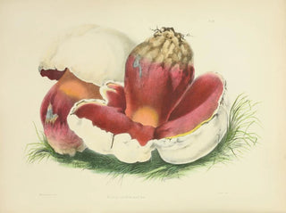 Anna Maria Hussey - Illustrations of British mycology Pl07.webp