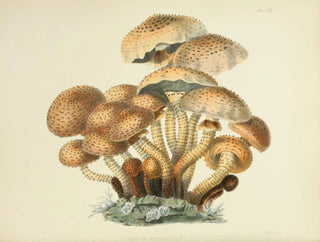 Anna Maria Hussey - Illustrations of British mycology Pl08.webp