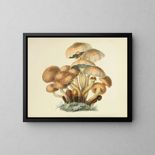 Anna Maria Hussey - Illustrations of British mycology Pl08.webp