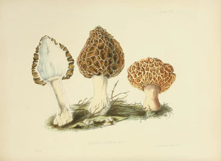 Anna Maria Hussey - Illustrations of British mycology Pl13.webp