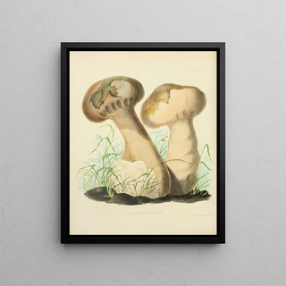 Anna Maria Hussey - Illustrations of British mycology Pl14.webp