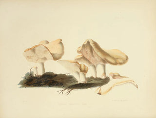 Anna Maria Hussey - Illustrations of British mycology Pl16.webp