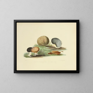 Anna Maria Hussey - Illustrations of British mycology Pl17.webp