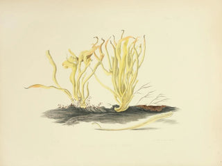 Anna Maria Hussey - Illustrations of British mycology Pl18.webp