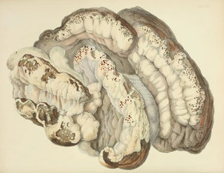 Anna Maria Hussey - Illustrations of British mycology Pl21.webp