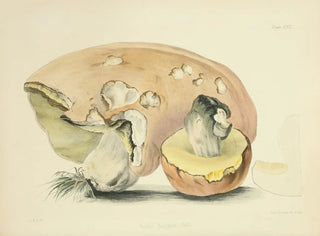 Anna Maria Hussey - Illustrations of British mycology Pl22.webp