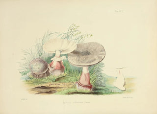 Anna Maria Hussey - Illustrations of British mycology Pl23.webp
