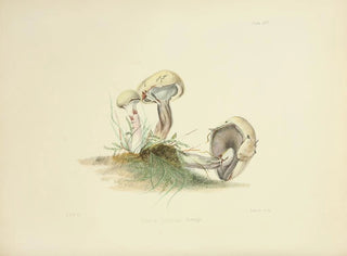 Anna Maria Hussey - Illustrations of British mycology Pl25.webp