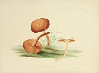 Anna Maria Hussey - Illustrations of British mycology Pl30.webp
