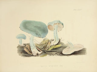 Anna Maria Hussey - Illustrations of British mycology Pl35.webp