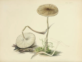 Anna Maria Hussey - Illustrations of British mycology Pl36.webp