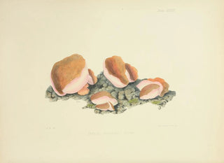 Anna Maria Hussey - Illustrations of British mycology Pl37.webp
