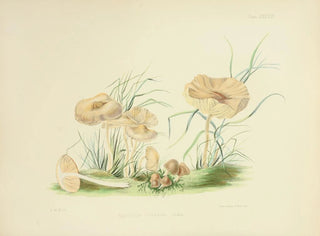 Anna Maria Hussey - Illustrations of British mycology Pl38.webp