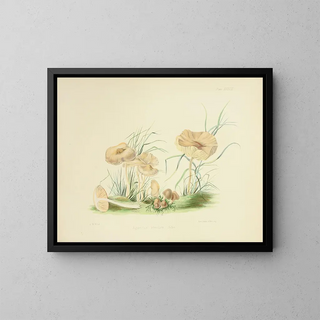 Anna Maria Hussey - Illustrations of British mycology Pl38.webp