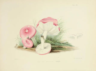 Anna Maria Hussey - Illustrations of British mycology Pl41.webp