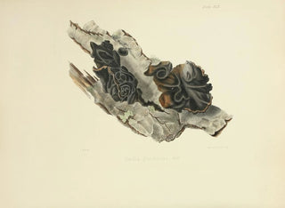 Anna Maria Hussey - Illustrations of British mycology Pl42.webp