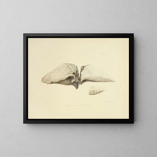 Anna Maria Hussey - Illustrations of British mycology Pl43.webp