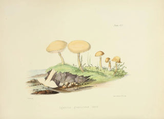 Anna Maria Hussey - Illustrations of British mycology Pl45.webp